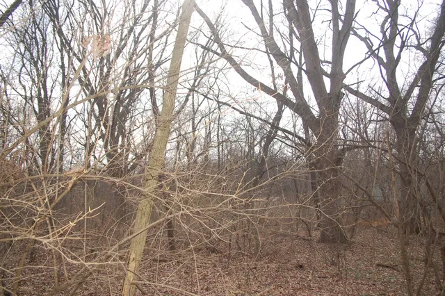 a view of trees with lots of trees