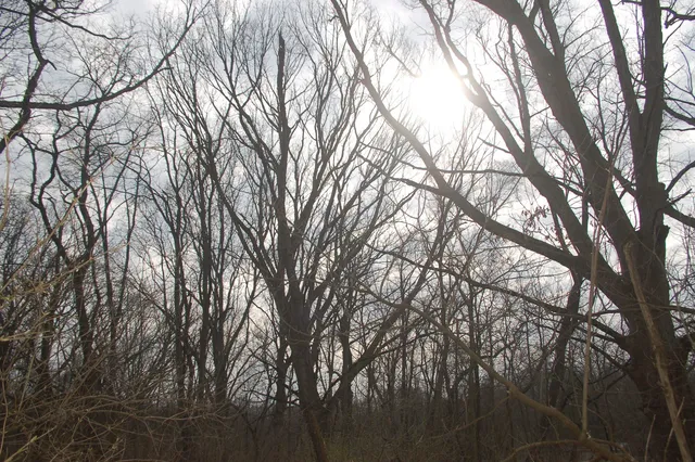 a backyard of a house with lots of trees
