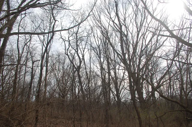 a backyard of a house with lots of trees