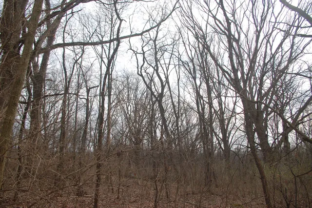 a backyard of a house with lots of trees