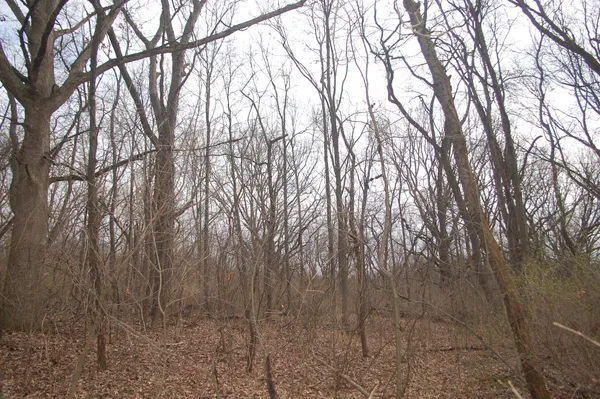 a view of large yard with trees