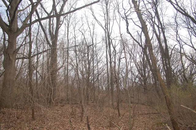 a view of large yard with trees