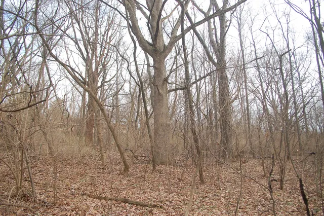 a view of trees with sky view