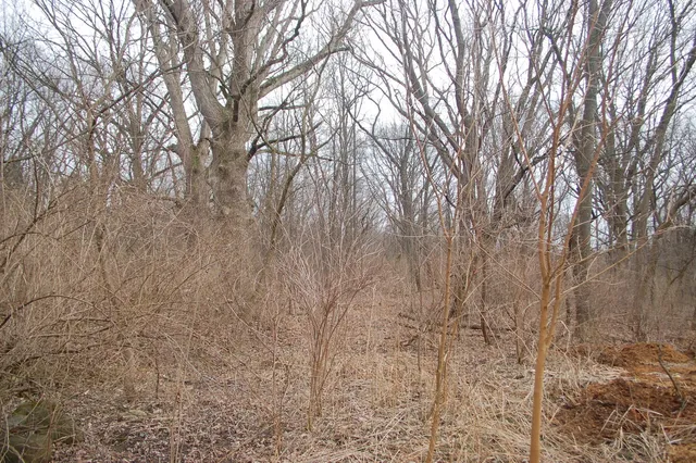 a backyard of a house with lots of trees