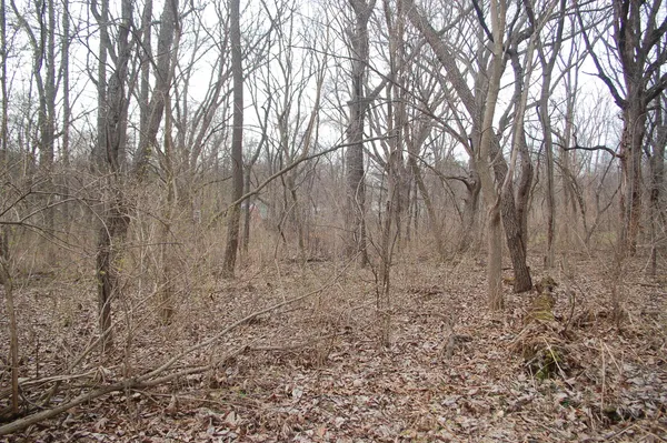 a view of covered with trees