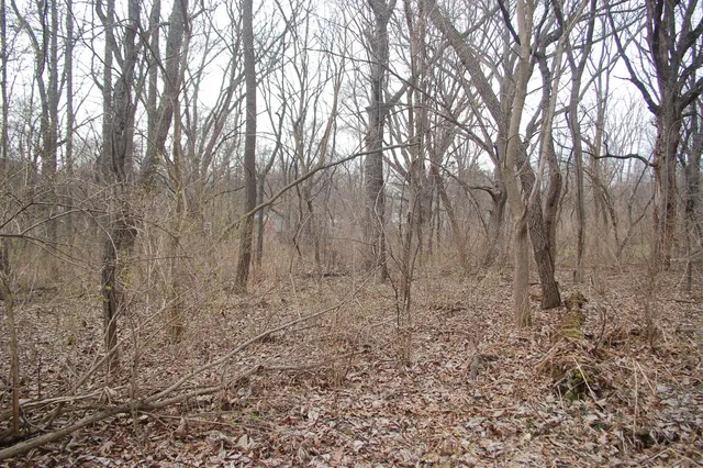 a view of covered with trees