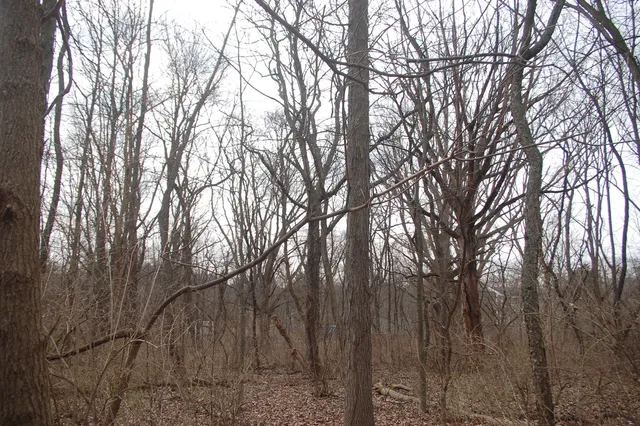 a backyard of a house with lots of trees