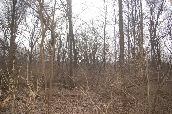 a backyard of a house with lots of trees