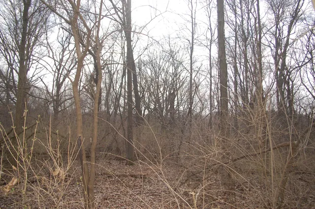a backyard of a house with lots of trees