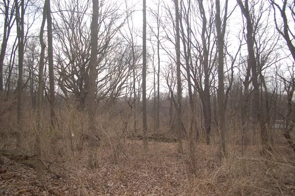 a view of backyard with large trees