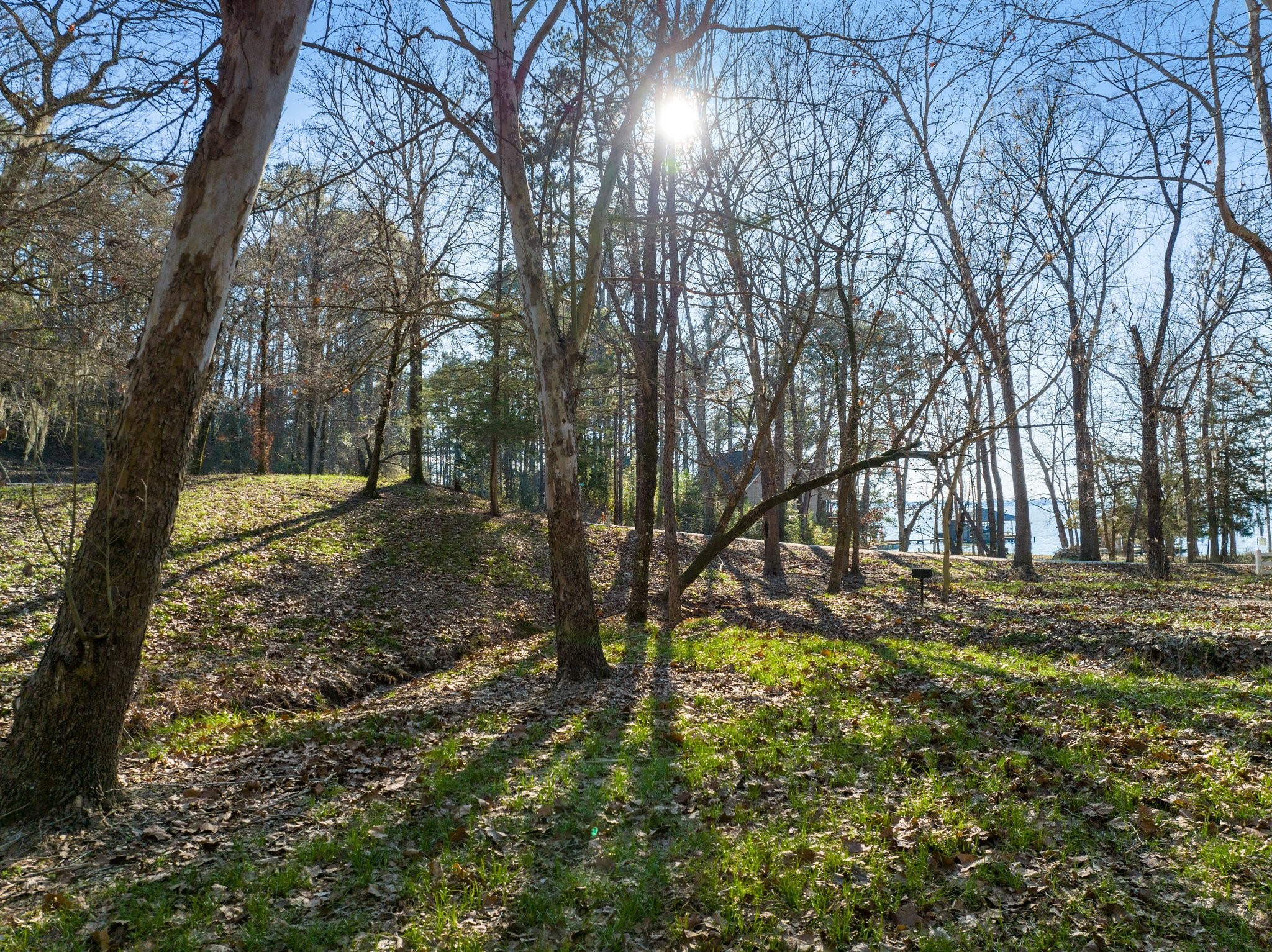 434445 Rob Livingston, TX 77351 - Photo 11 of 13 a view of a yard with large trees