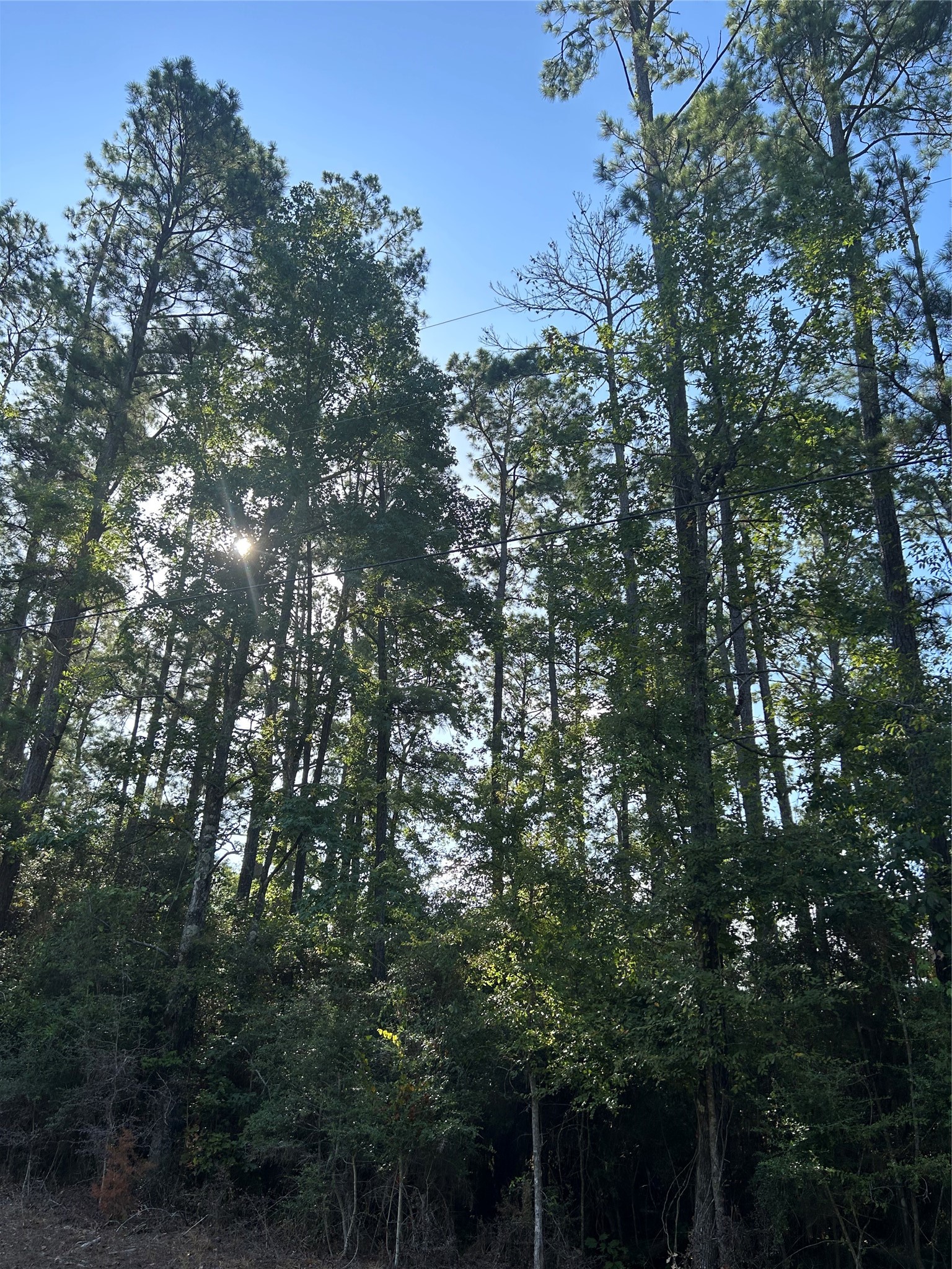 434445 Rob Livingston, TX 77351 - Photo 2 of 13 a view of tree