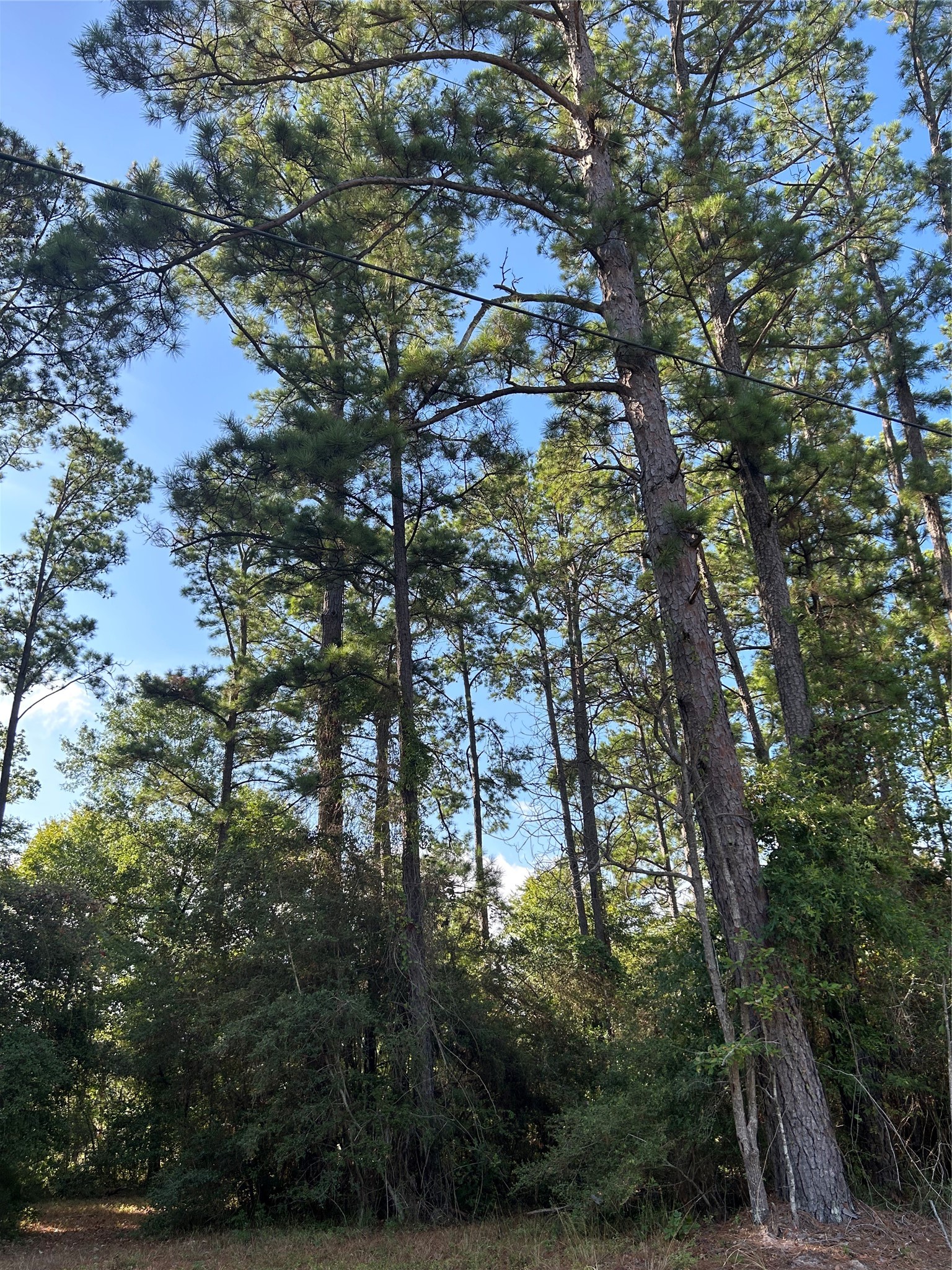 434445 Rob Livingston, TX 77351 - Photo 3 of 13 a backyard of a building