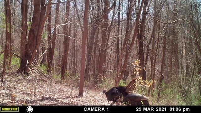 57640 St John Road Quaker City, OH 43773 - Photo 30 of 51 Wild Turkeys