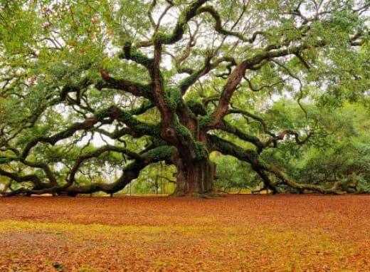 2014 Elvington Road Johns Island, SC 29455 - Photo 6 of 10 Visit the Angel Oak