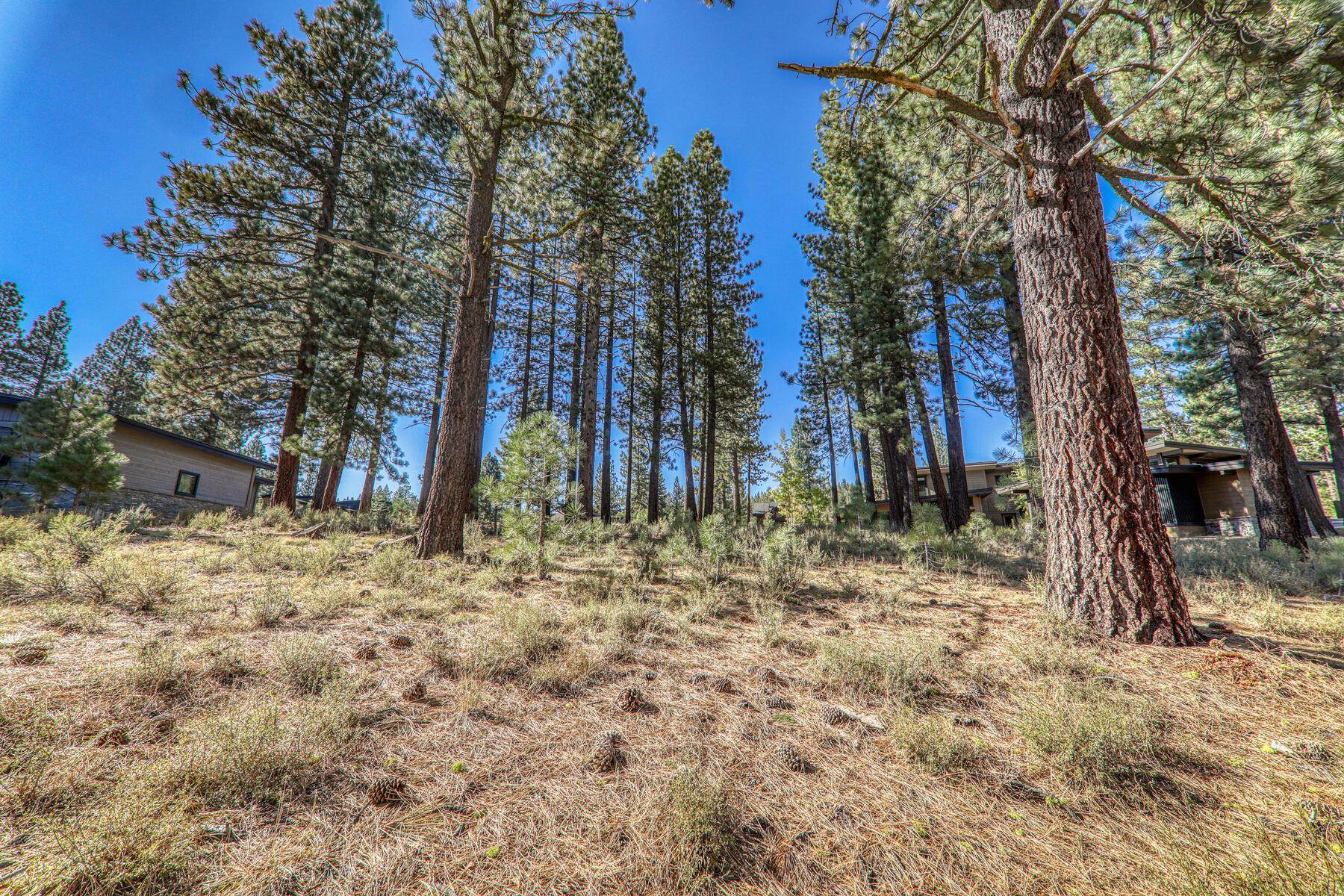 11133 Meek Court Truckee, CA 96161 - Photo 3 of 28 a view of a yard with trees