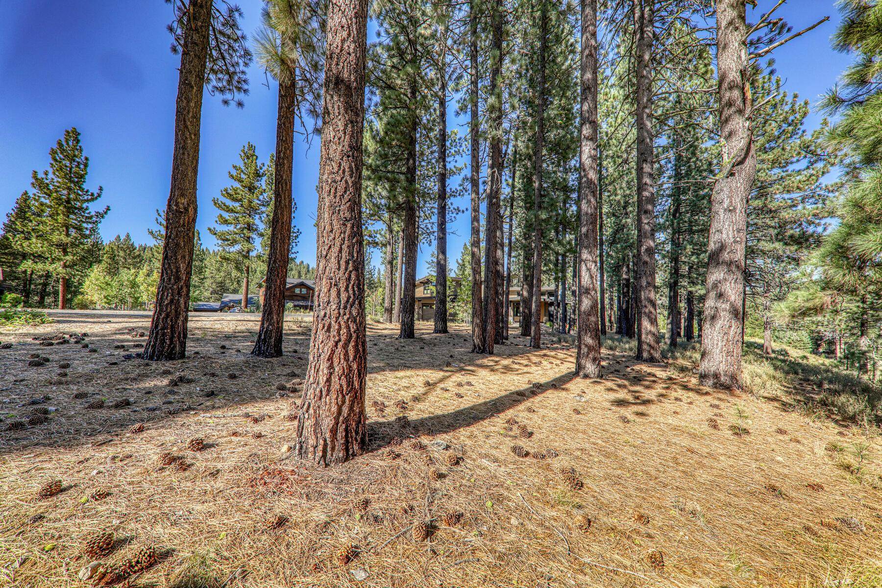 11133 Meek Court Truckee, CA 96161 - Photo 8 of 28 a view of a yard with trees