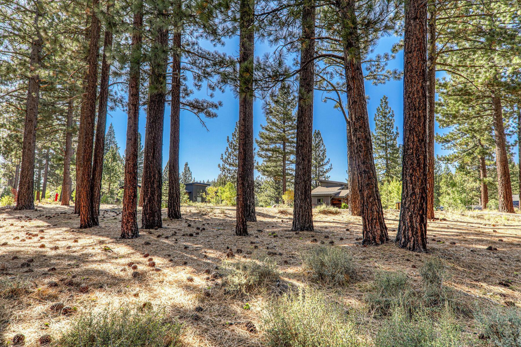 11133 Meek Court Truckee, CA 96161 - Photo 9 of 28 a view of a yard with a tree