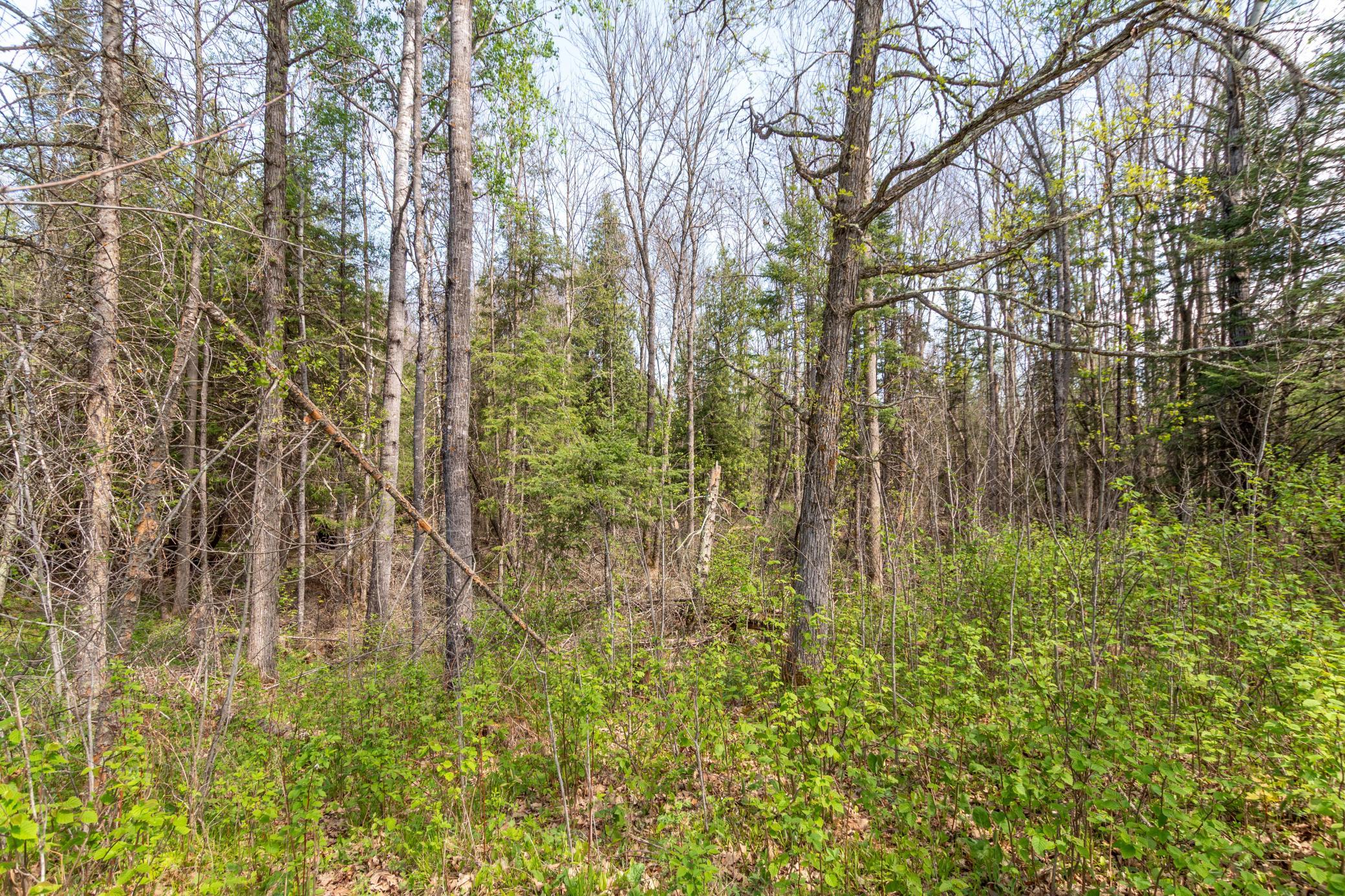 Tbd Tbd Stephani Road Northwest Puposky, MN 56667 - Photo 7 of 24