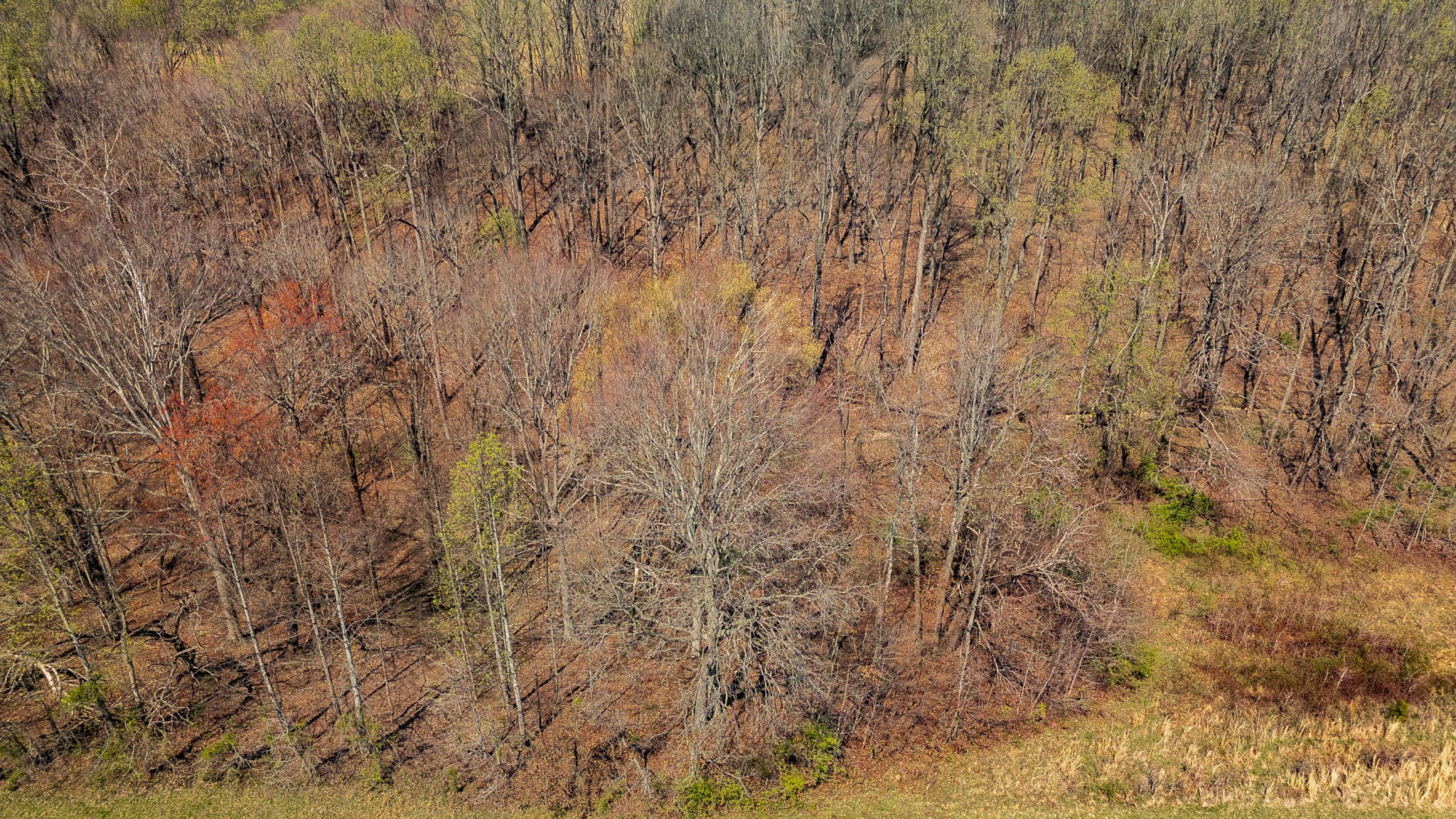 395 Whitson Road Bethpage, TN 37022 - Photo 10 of 100