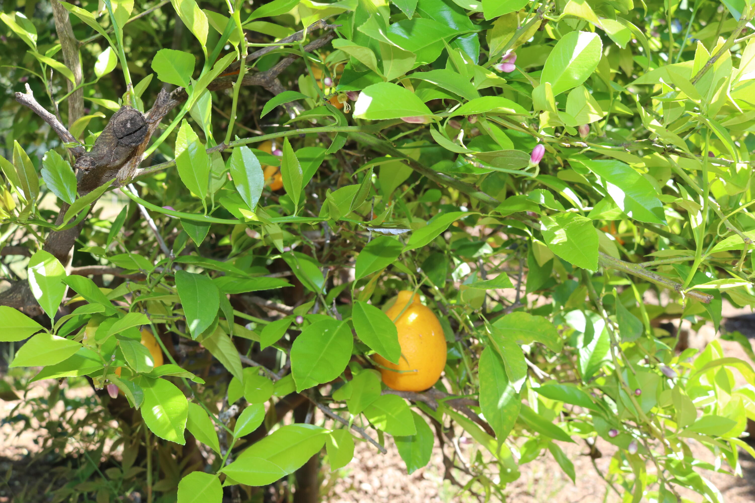 18659 Thomas Road Anderson, CA 96007 - Photo 45 of 45 Mature Lemon Bush