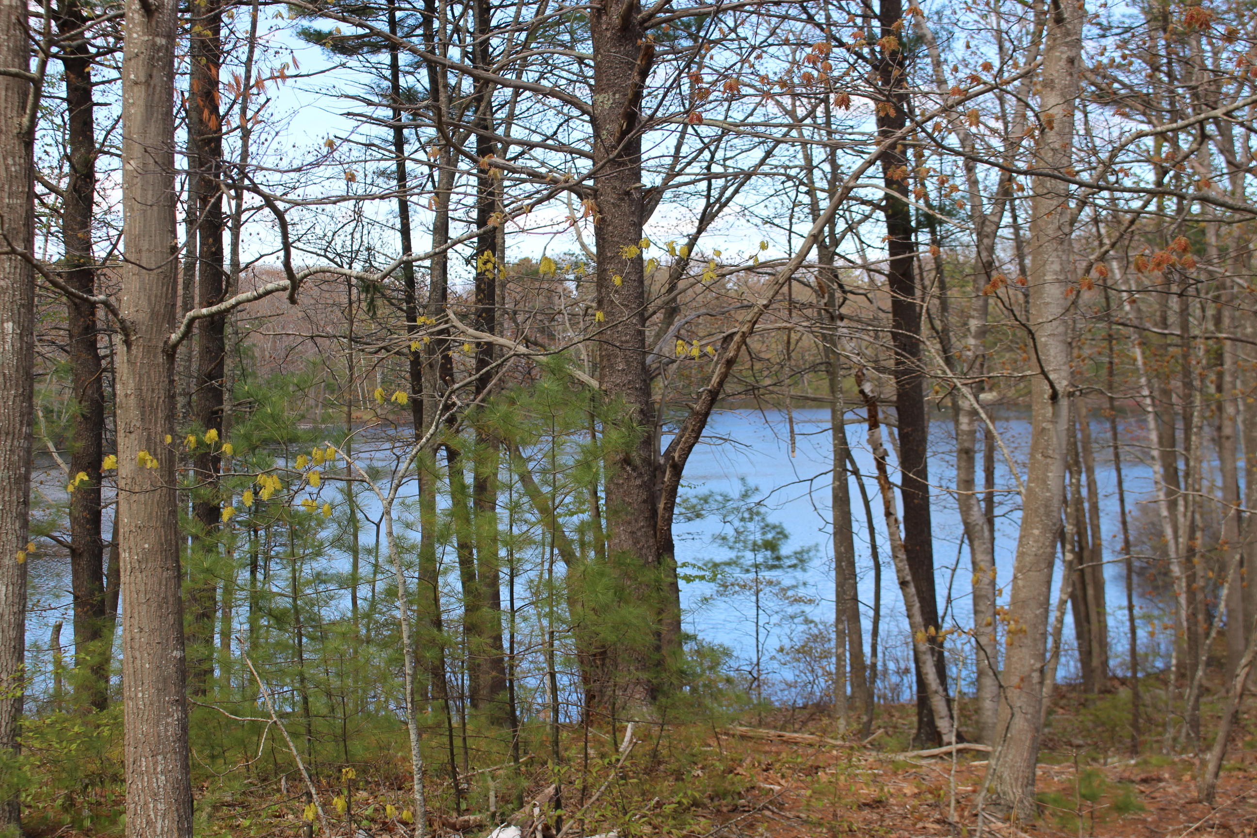 41 Pine Mountain Road York, ME 03902 - Photo 4 of 13 Lake across road