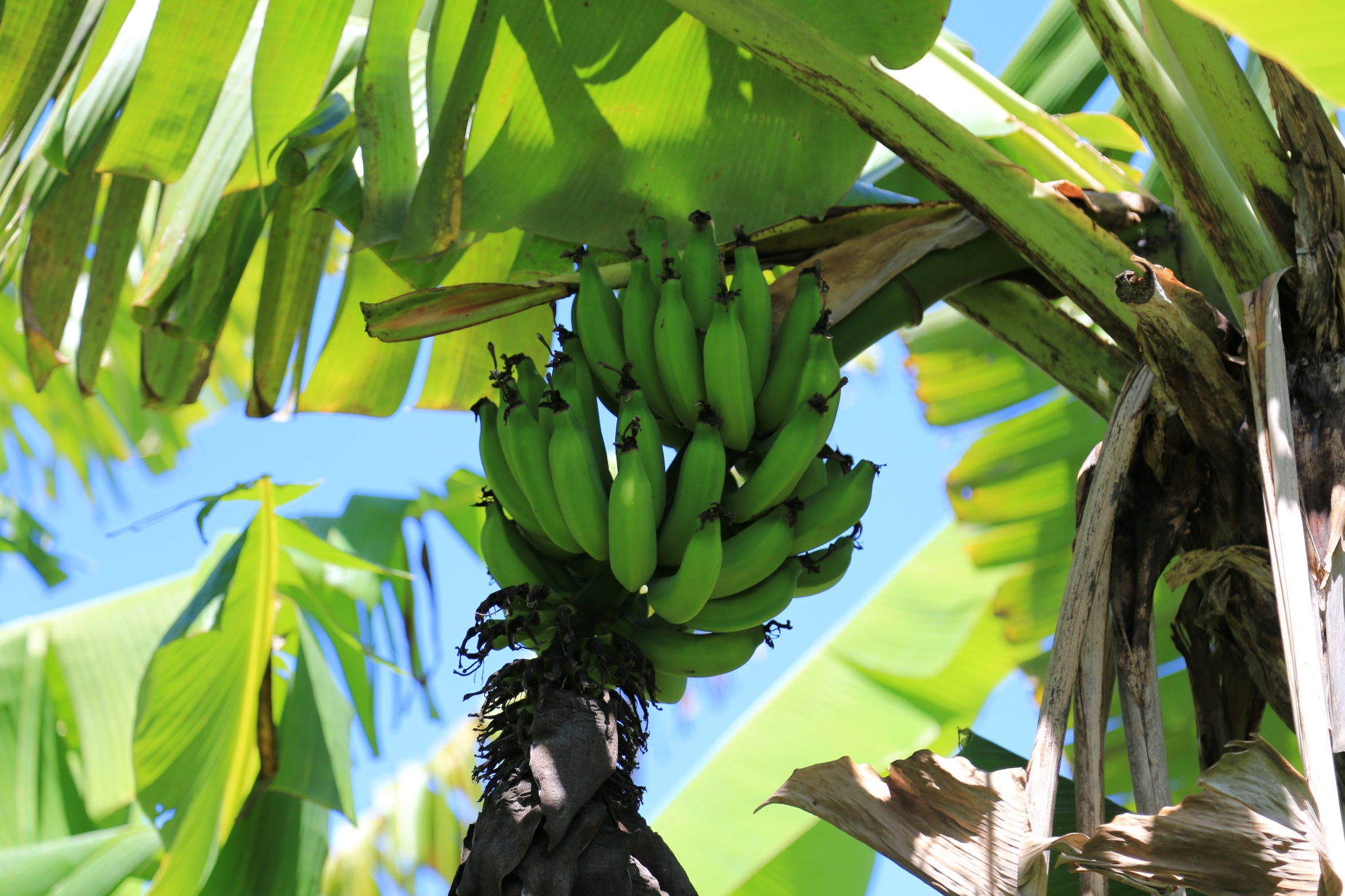 93-2073 South Point Road Captain Cook, HI 96704 - Photo 15 of 19