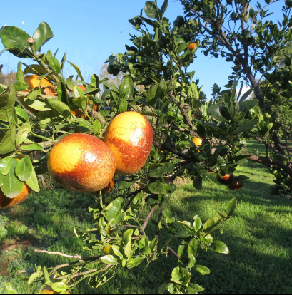 93-2073 South Point Road Captain Cook, HI 96704 - Photo 16 of 19 a view of a garden