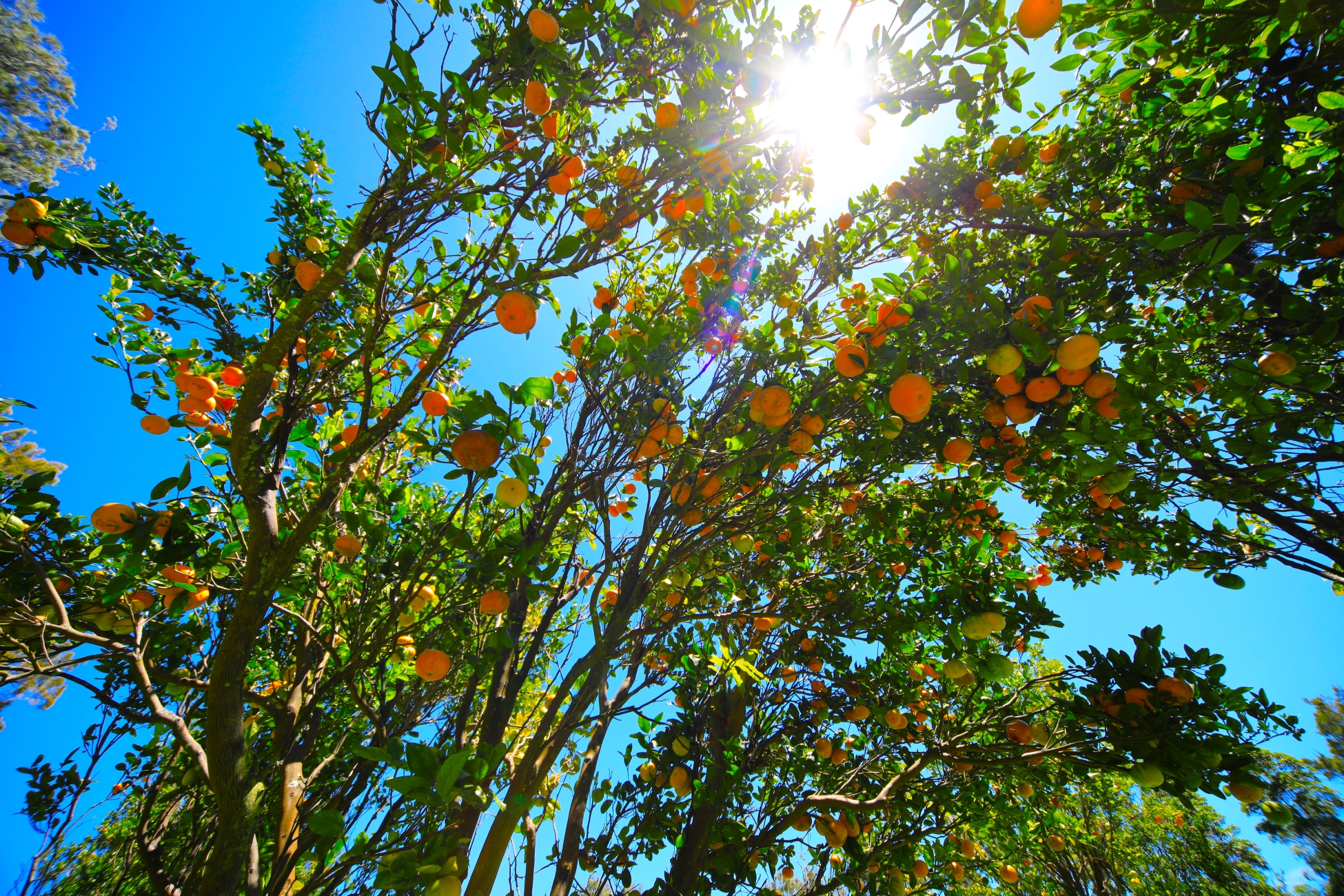 93-2073 South Point Road Captain Cook, HI 96704 - Photo 17 of 19 a view of a tree