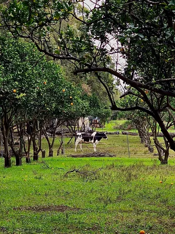 a view of a garden with a tree