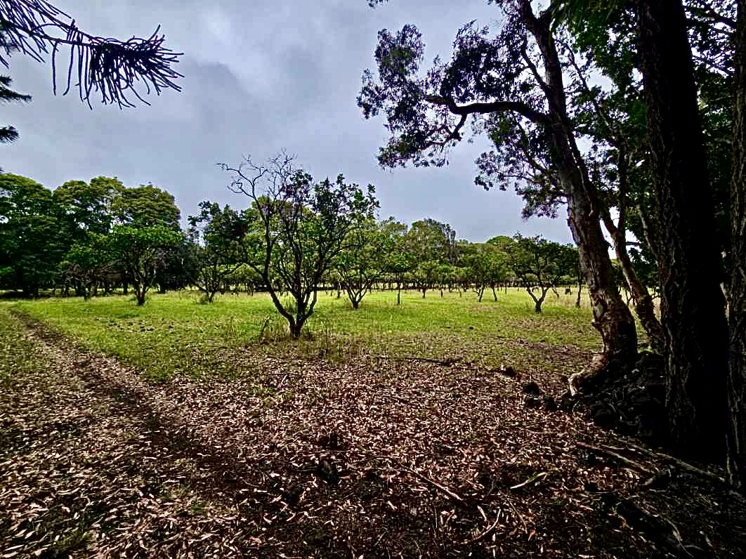 93-2073 South Point Road Captain Cook, HI 96704 - Photo 19 of 19 a view of a garden with a tree