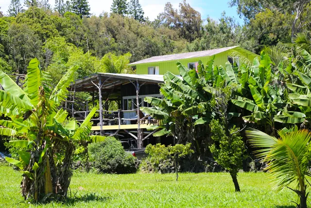 a view of backyard with plants and garden
