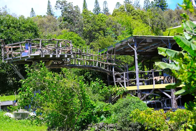 a view of a backyard with plants and large trees