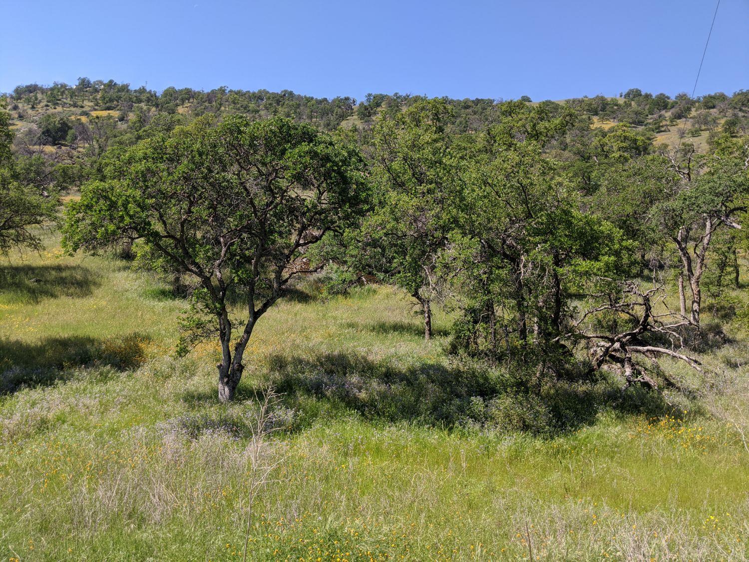 0 George Smith Road Squaw Valley, CA 93675 - Photo 1 of 4 Gallery Image 1