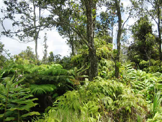 1520 Volcano Road Mountain View, HI 96771 - Photo 3 of 6 Gallery Image 3