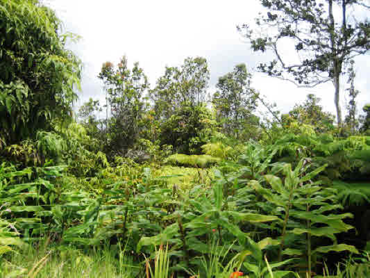 1520 Volcano Road Mountain View, HI 96771 - Photo 4 of 6 Gallery Image 4