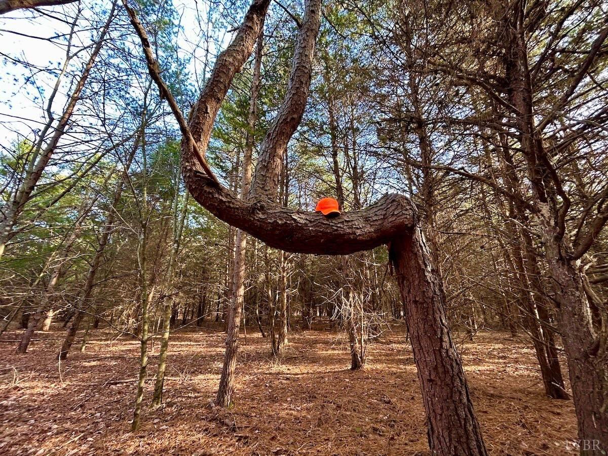 0 Wheeler Road Lynchburg, VA 24504 - Photo 16 of 69 a view of fountain in middle of forest