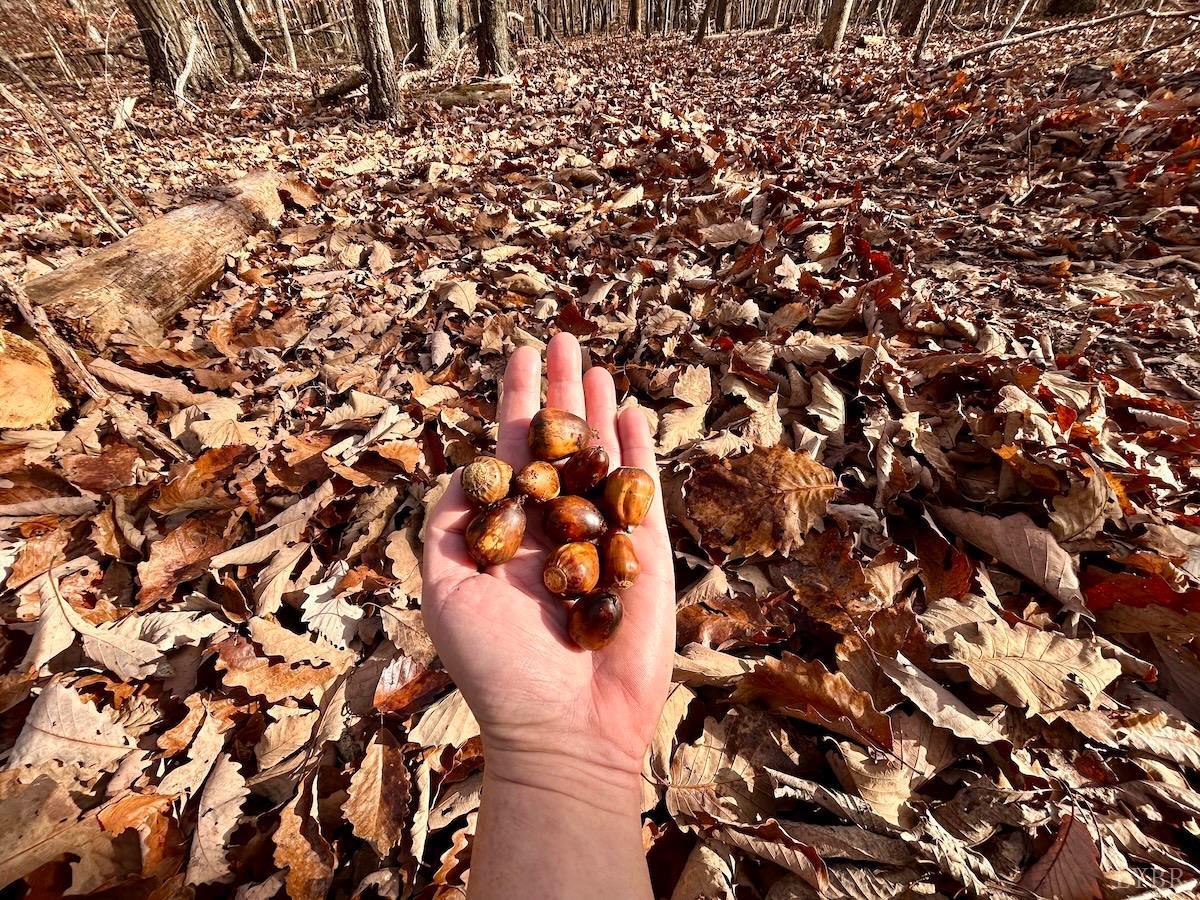 0 Wheeler Road Lynchburg, VA 24504 - Photo 23 of 69 a view of a tree