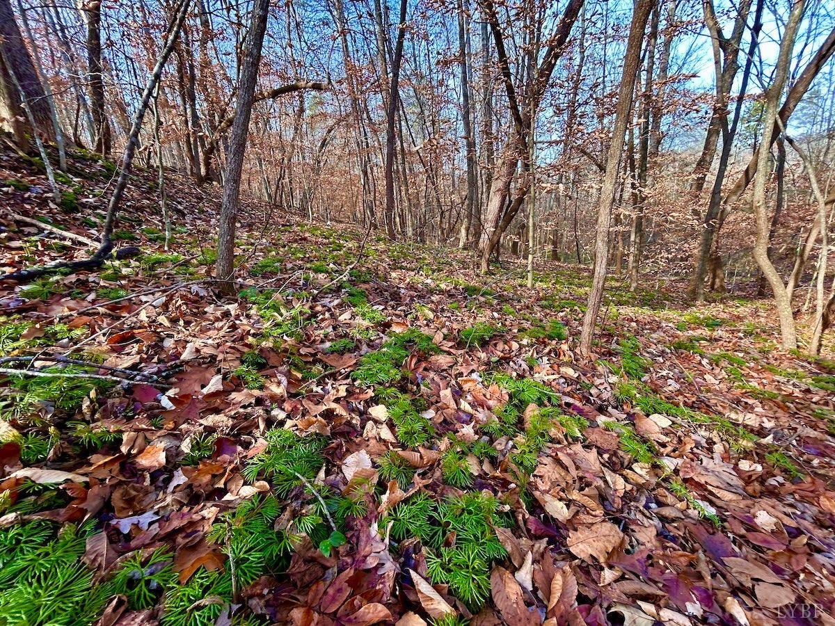 0 Wheeler Road Lynchburg, VA 24504 - Photo 26 of 69 a backyard of a house with lots of green space