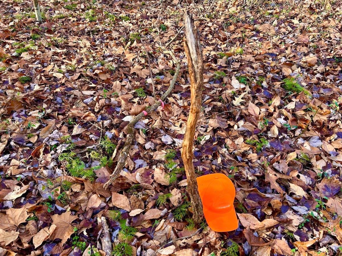 0 Wheeler Road Lynchburg, VA 24504 - Photo 32 of 69 a view of a tree in a backyard of a house