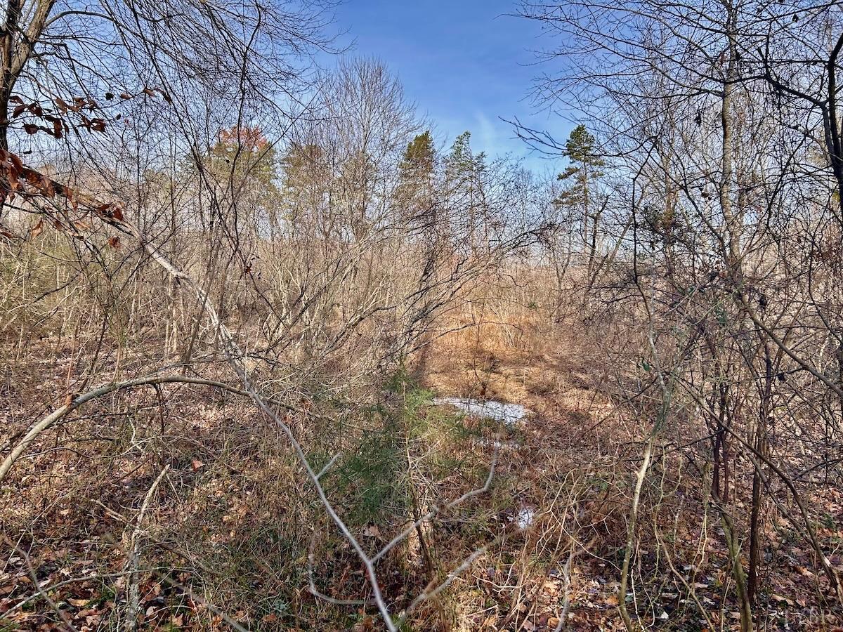 0 Wheeler Road Lynchburg, VA 24504 - Photo 33 of 69 a view of a forest with a tree
