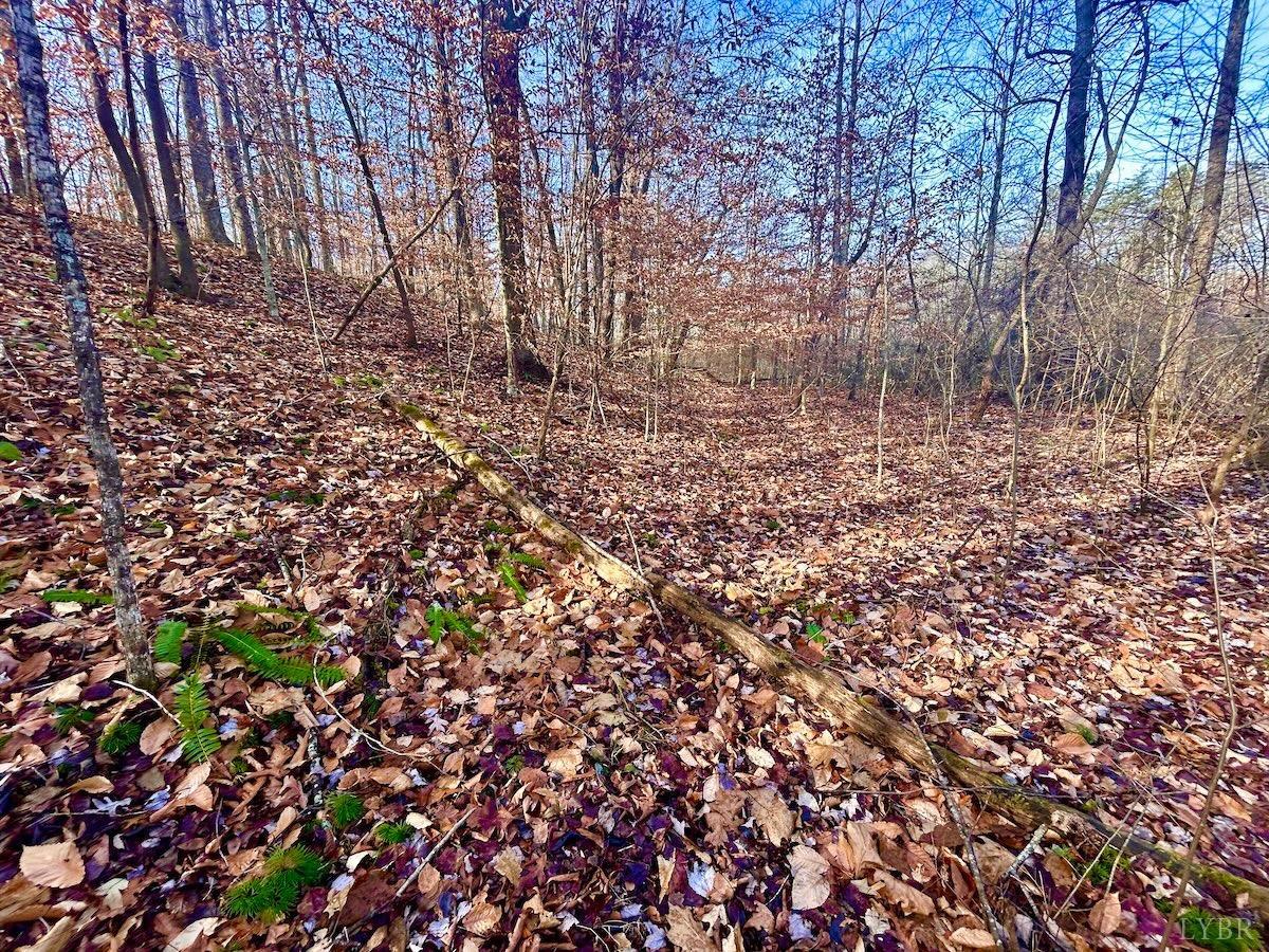 0 Wheeler Road Lynchburg, VA 24504 - Photo 36 of 69 a view of a yard with a tree
