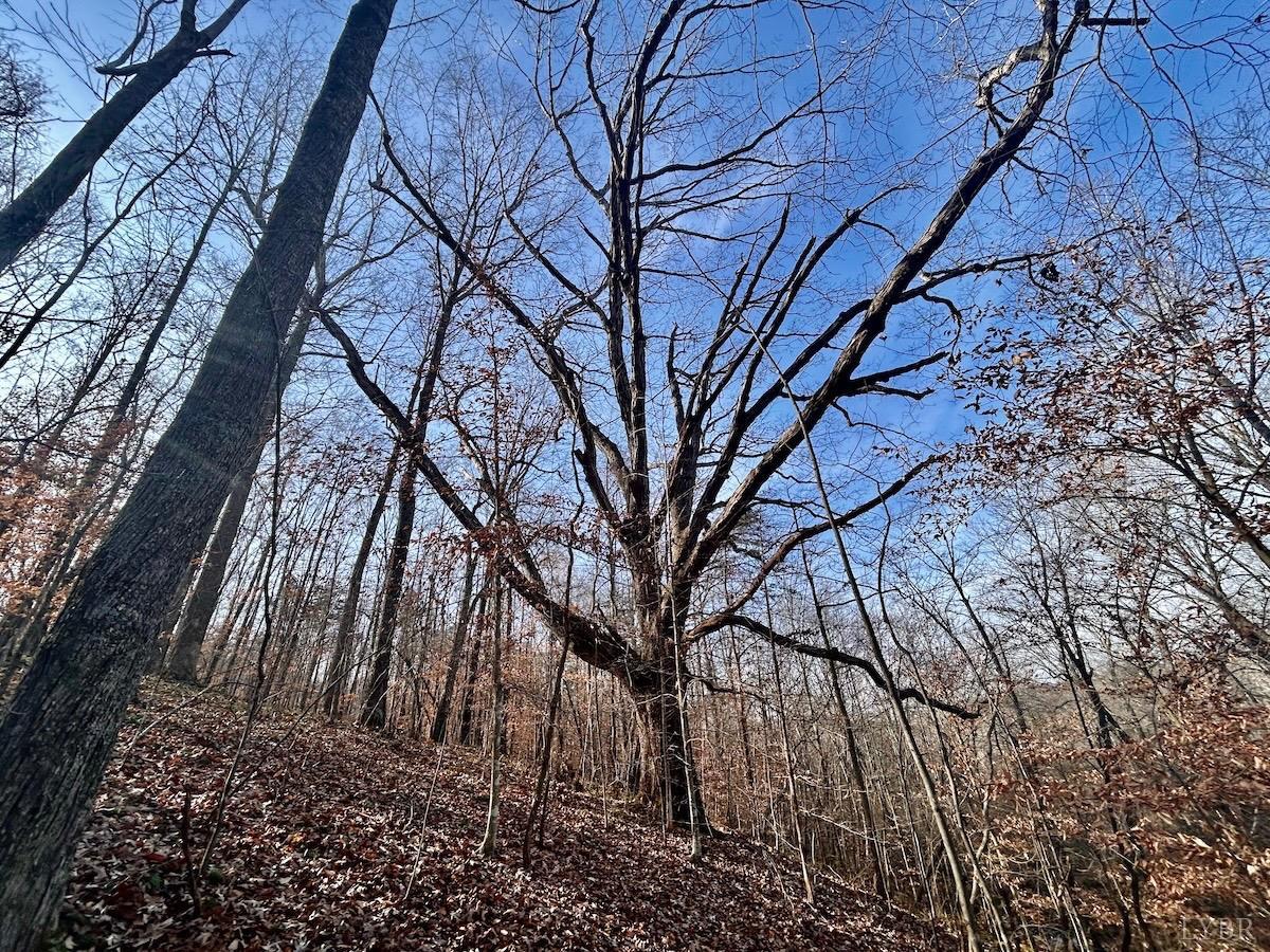 0 Wheeler Road Lynchburg, VA 24504 - Photo 38 of 69 a backyard of a house with lots of green space