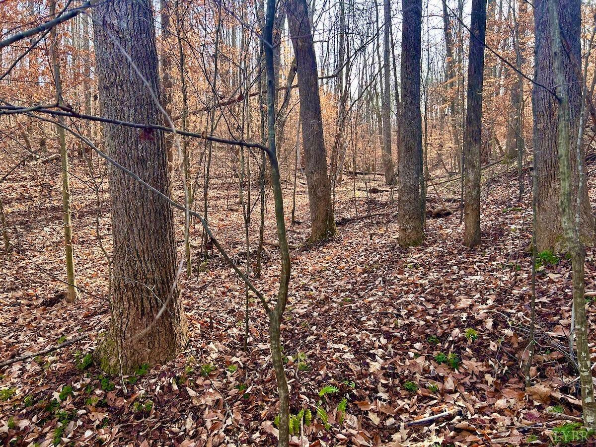 0 Wheeler Road Lynchburg, VA 24504 - Photo 42 of 69 a backyard of a house with lots of green space