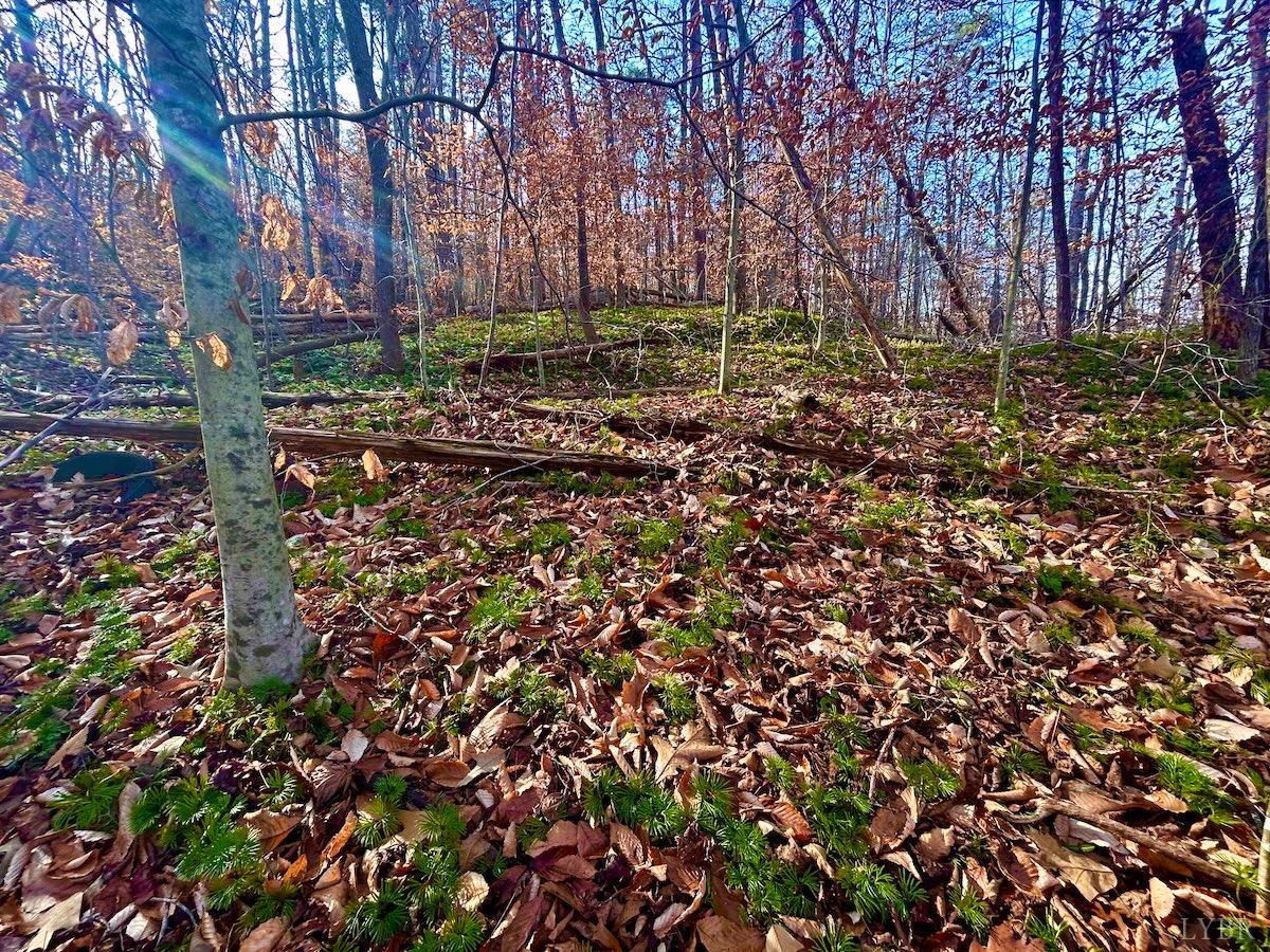 0 Wheeler Road Lynchburg, VA 24504 - Photo 43 of 69 a backyard of a house with lots of green space