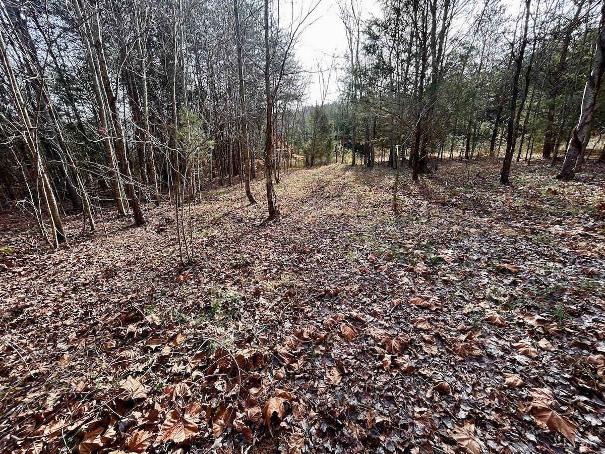 0 Wheeler Road Lynchburg, VA 24504 - Photo 54 of 69 a view of a tree in a yard