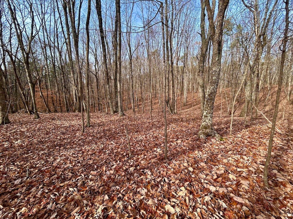 0 Wheeler Road Lynchburg, VA 24504 - Photo 67 of 69 a view of tree in a yard