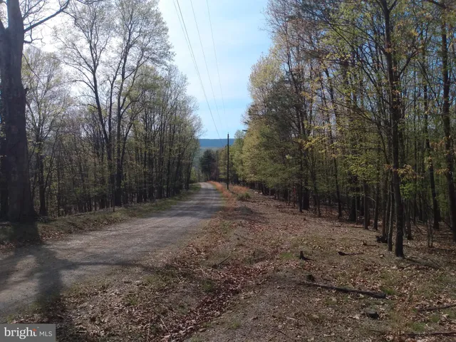 a view of a forest with trees in the background