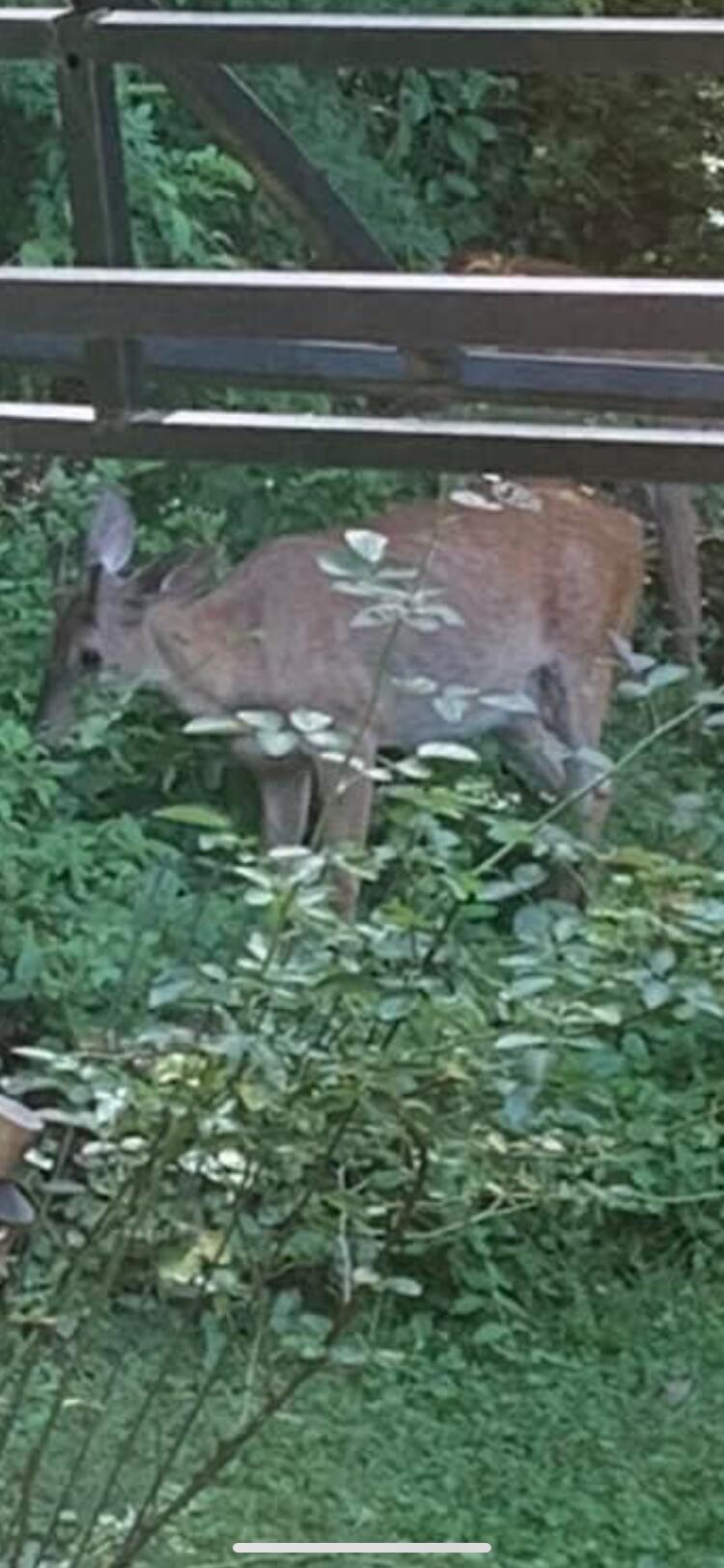 36362 Lime Bank Road Logan, OH 43138 - Photo 47 of 47 Another visitor