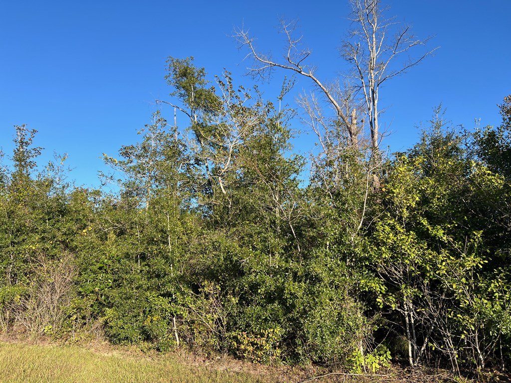 Lot 20 Southeast Cypress Point Road Wewahitchka, FL 32449 - Photo 2 of 11